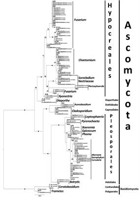 Seed and Root Endophytic Fungi in a Range Expanding and a Related Plant Species